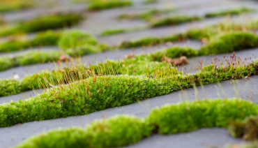 Cover image for article: Connecting biodiversity knowledge and decision-making