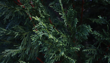 Cover image for article: BioAgora’s high-level External Advisory Board