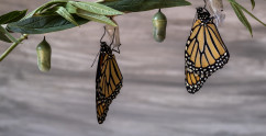 Transformative change