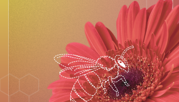 Cover image for New workshop report outlines pathways for restoring pollinator connectivity across Europe