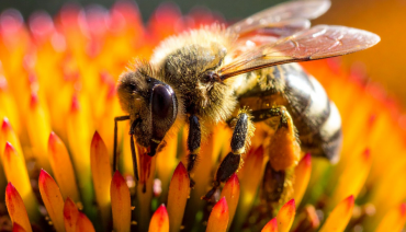 Cover image for article: Gaming policies for a pollinator-friendly landscape: A look back at BioAgora and Safeguard’s Buzzing Table workshop