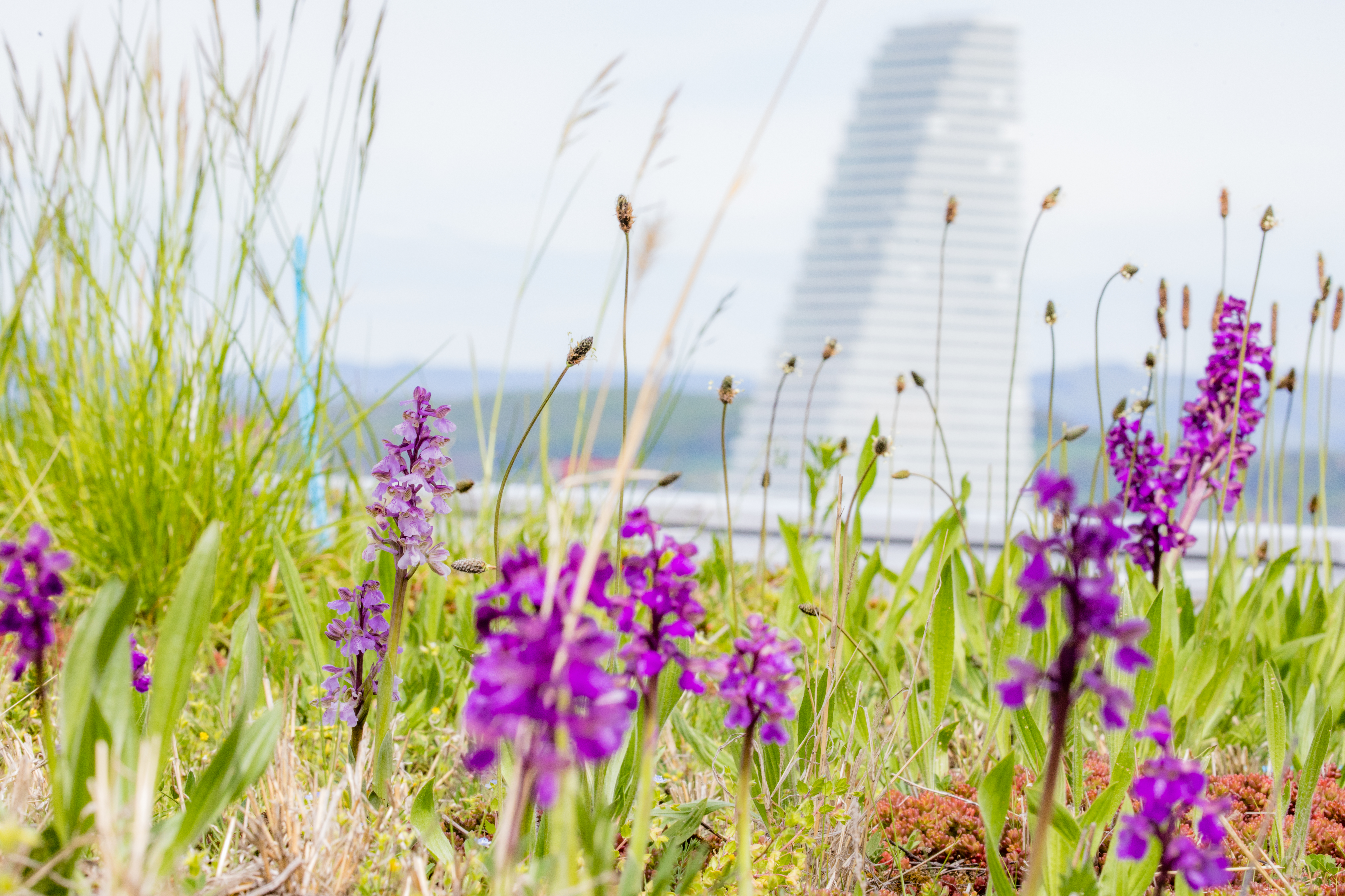Featured image for New knowledge synthesis report highlights the role of green roofs and walls in supporting climate resilience and biodiversity in European cities