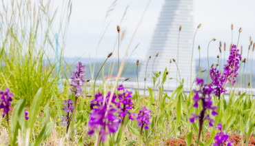Cover image for article: New knowledge synthesis report highlights the role of green roofs and walls in supporting climate resilience and biodiversity in European cities