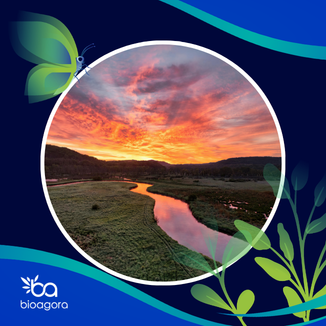 Cover image for publication: A collaborative research agenda for restoring free-flowing rivers