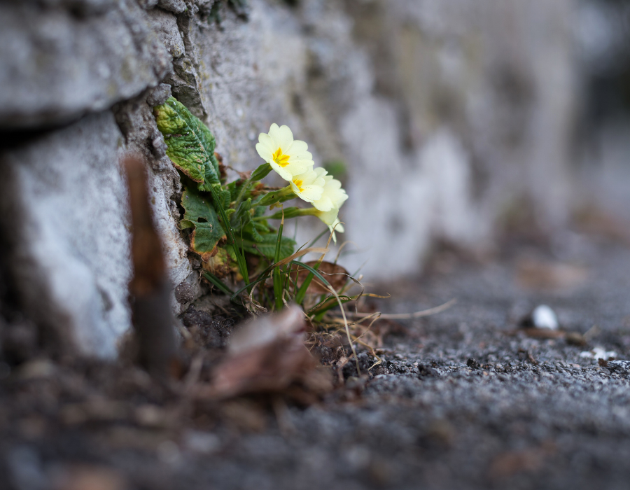Featured image for BioAgora call for experts on plant species selection for urban nature restoration