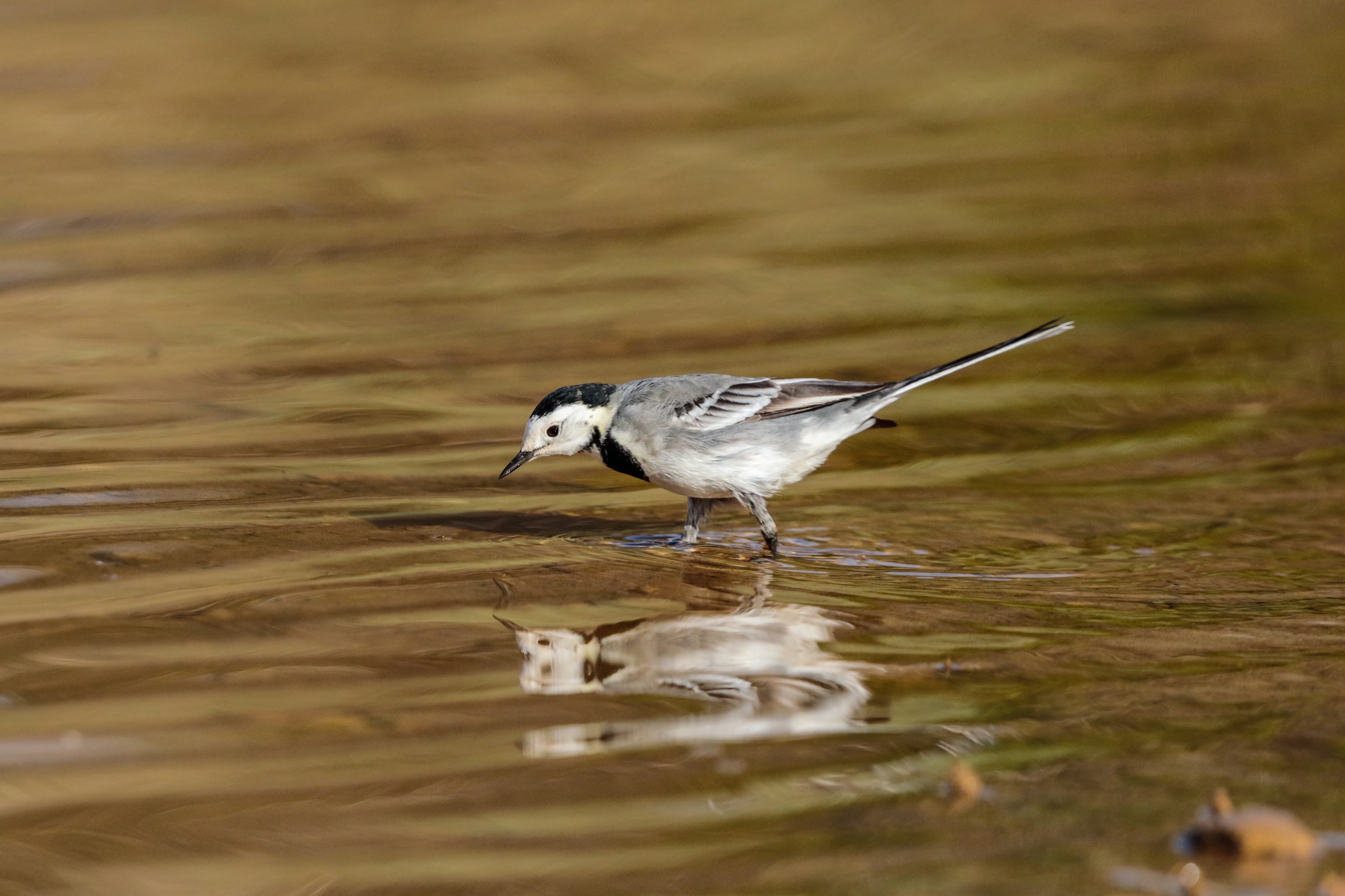 Featured image for European Commission Launches Public Consultation on the Stress Test of the Birds and Habitats Directives
