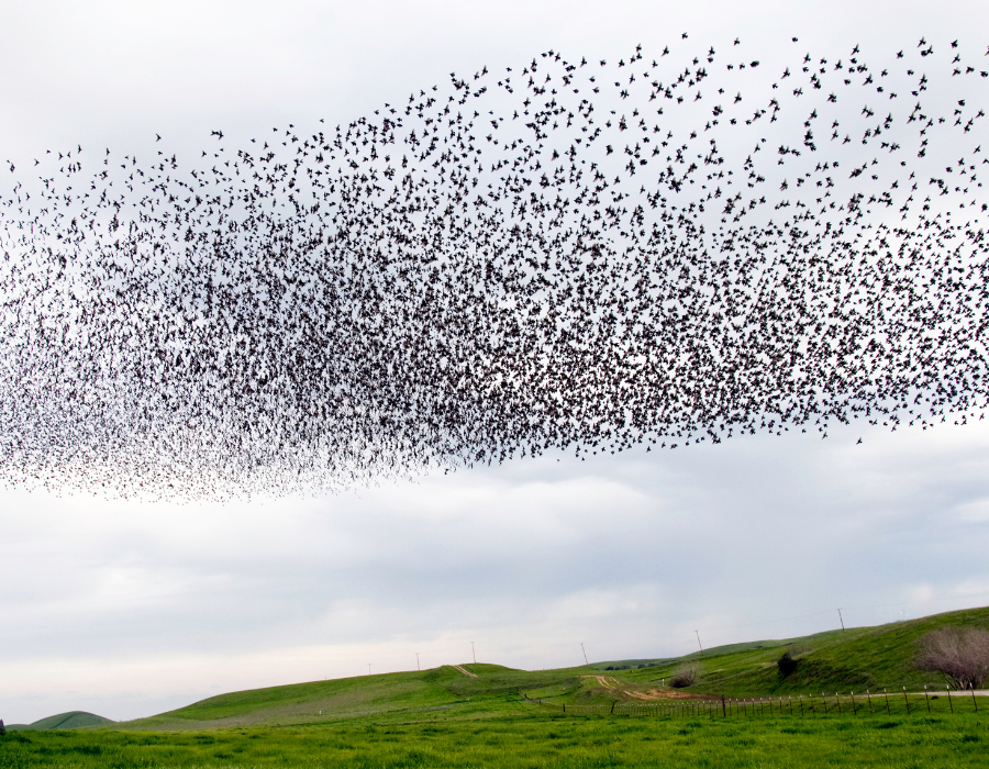 Featured image for Predicted decline in common bird and butterfly species despite conservation policy scenarios in Europe
