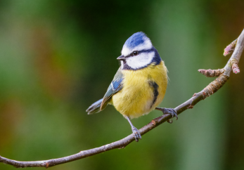 Featured image for news article: BioAgora call for knowledge on urban and peri-urban nature restoration