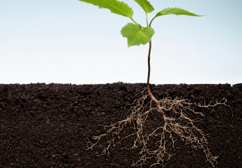 Featured image for news article: Upcoming Online Webinar: Getting to the Roots with (or without) Nature Credits